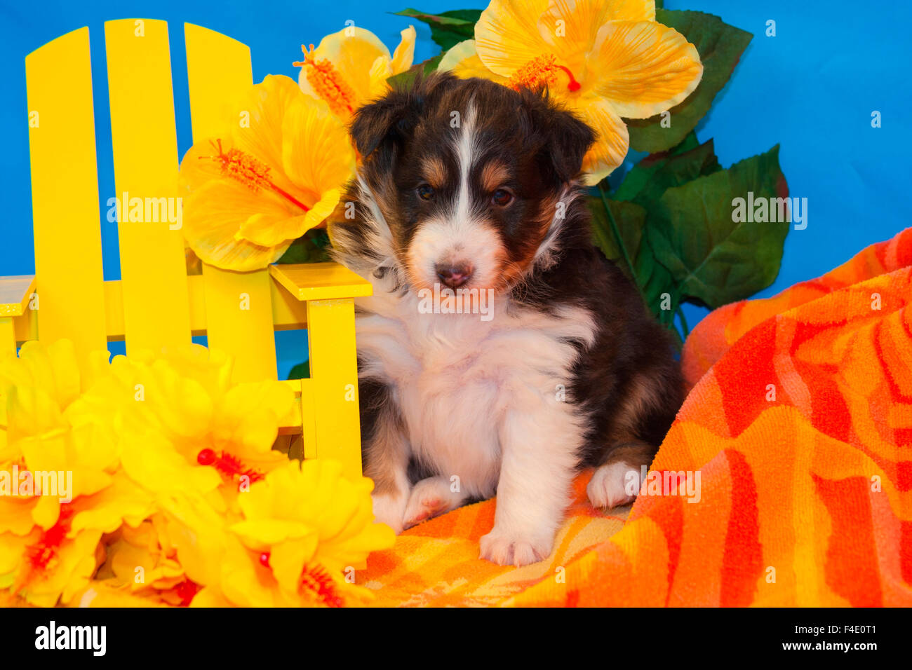 puppy beach towel
