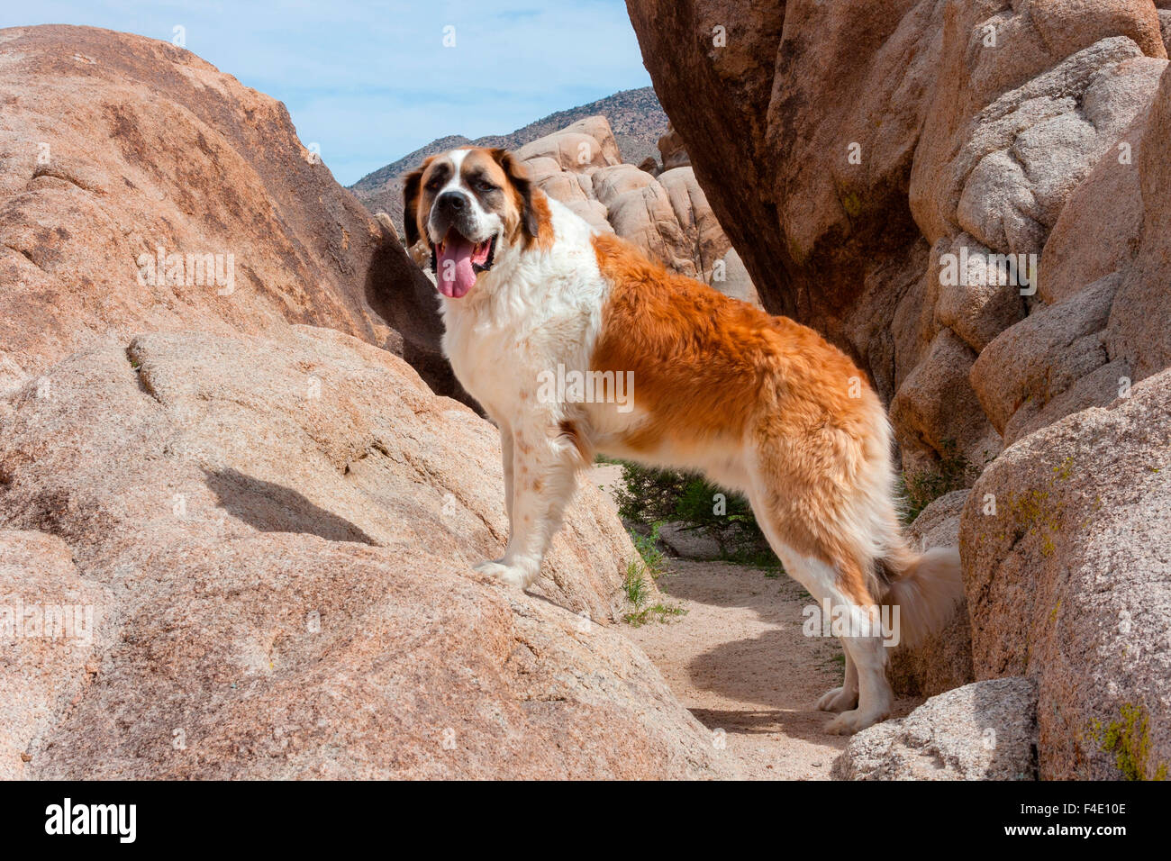 Saint Bernard standing between rocks (MR Stock Photo Alamy