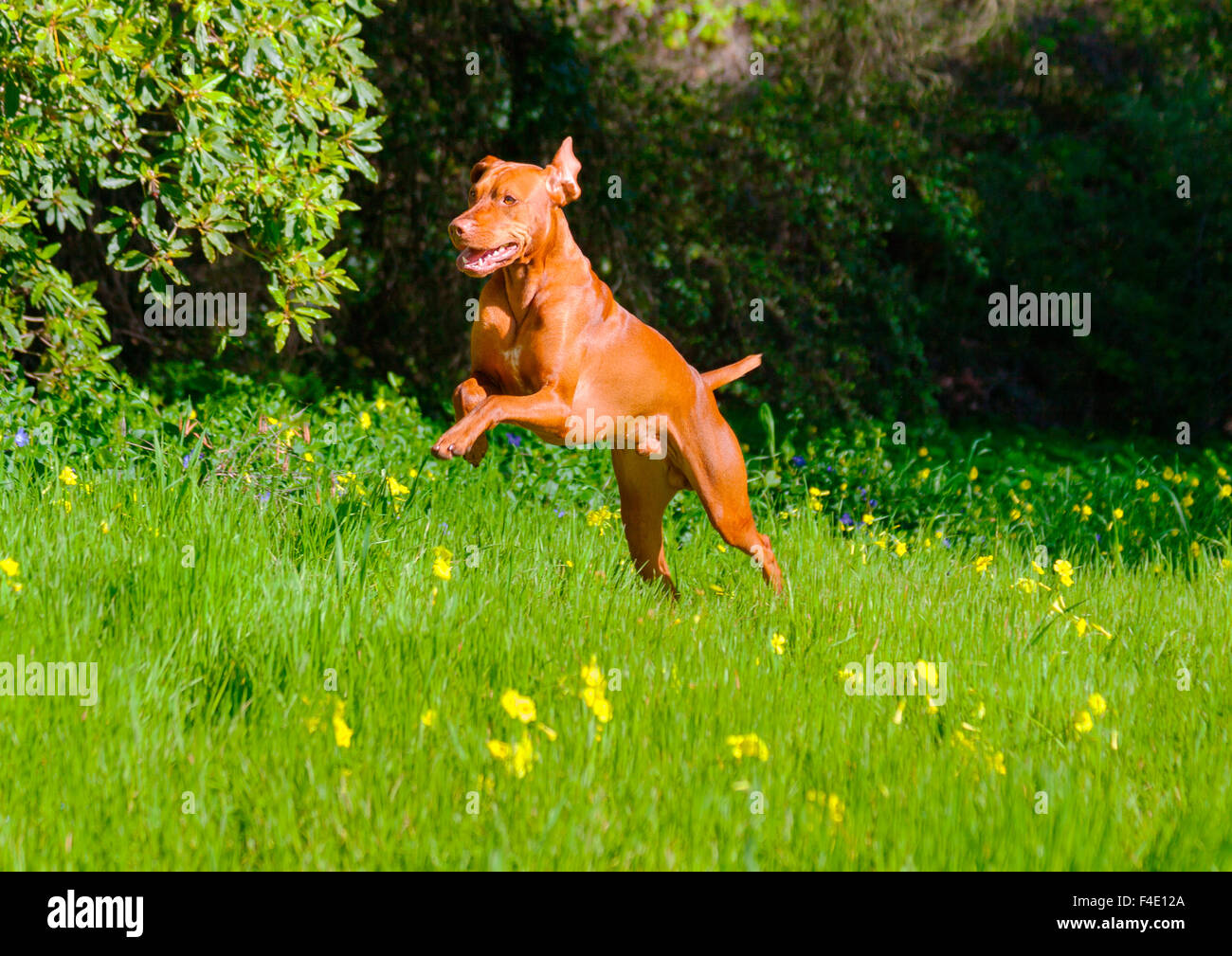 Vizsla jumping through Spring grasses (MR Stock Photo Alamy