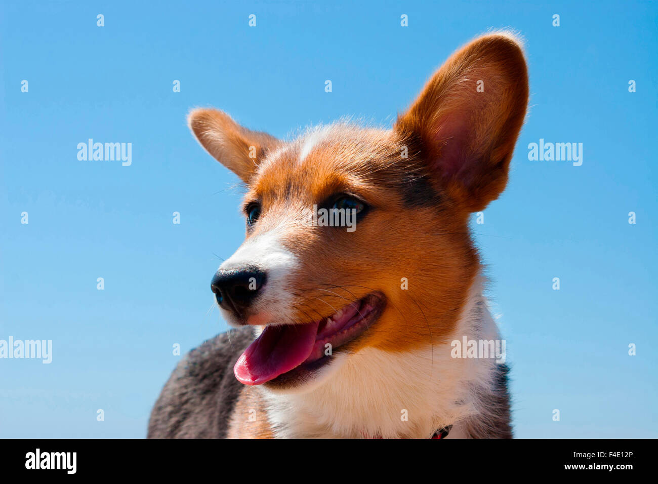 Dog pembroke welsh corgi alert hi-res stock photography and images - Alamy
