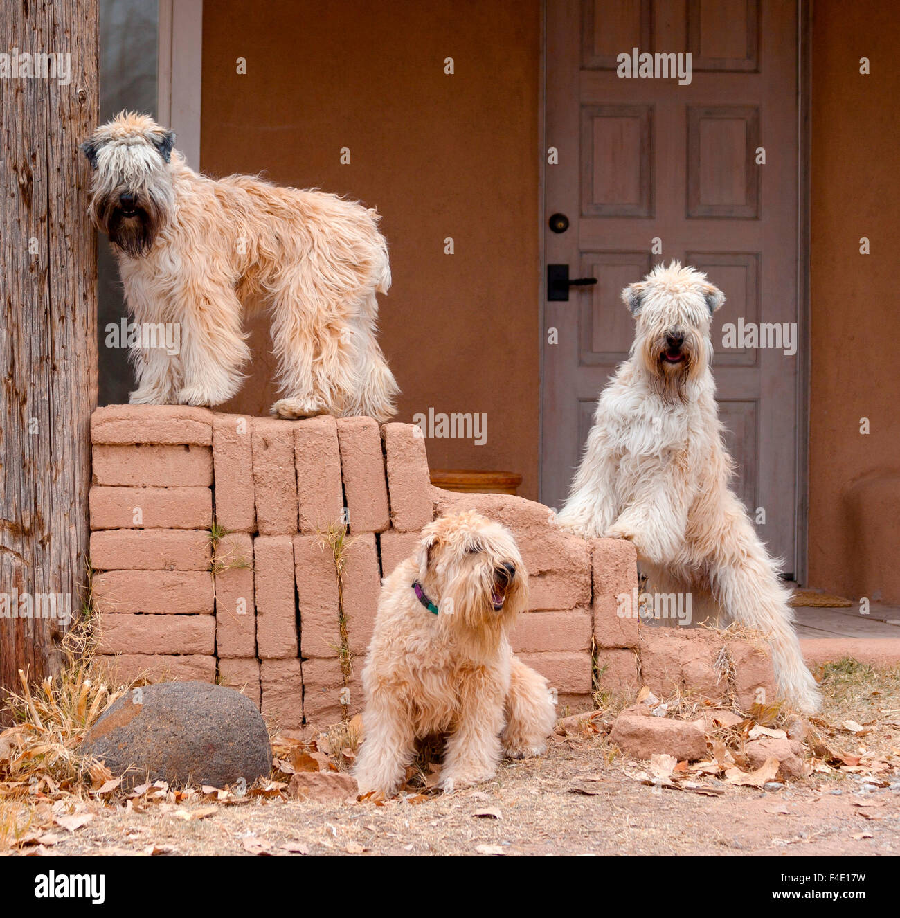 Soft coated wheaten store terrier pris