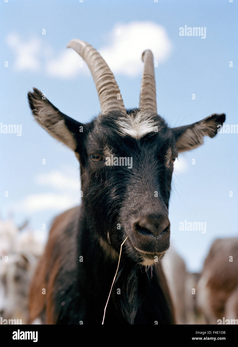 A goat, Sweden. Stock Photo