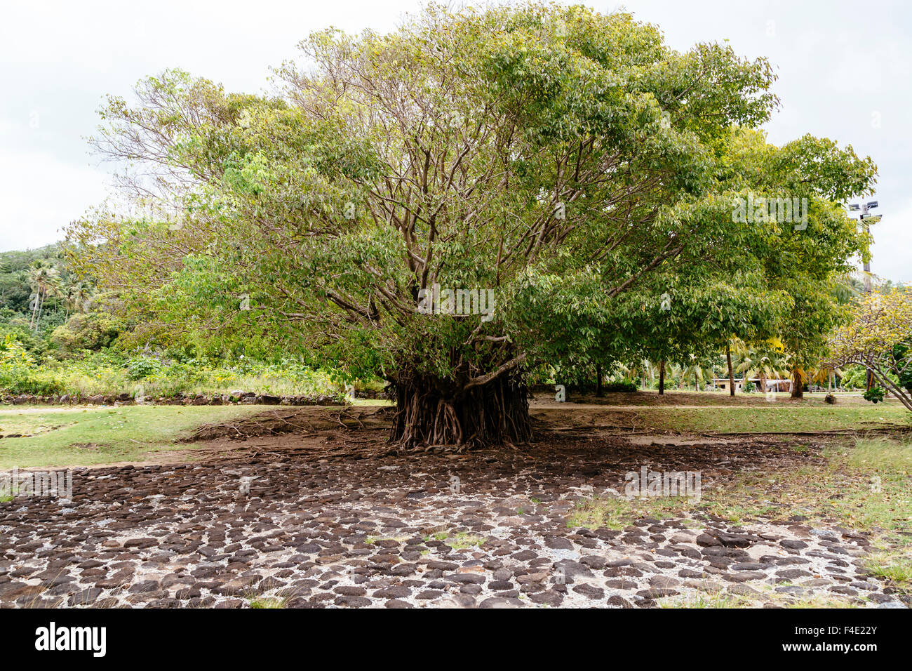 Pacific Ocean, French Polynesia, Society Islands, Raiatea. Tree at Taputapuatea Marae, once considered the central temple and religious center of Eastern Polynesia. Stock Photo