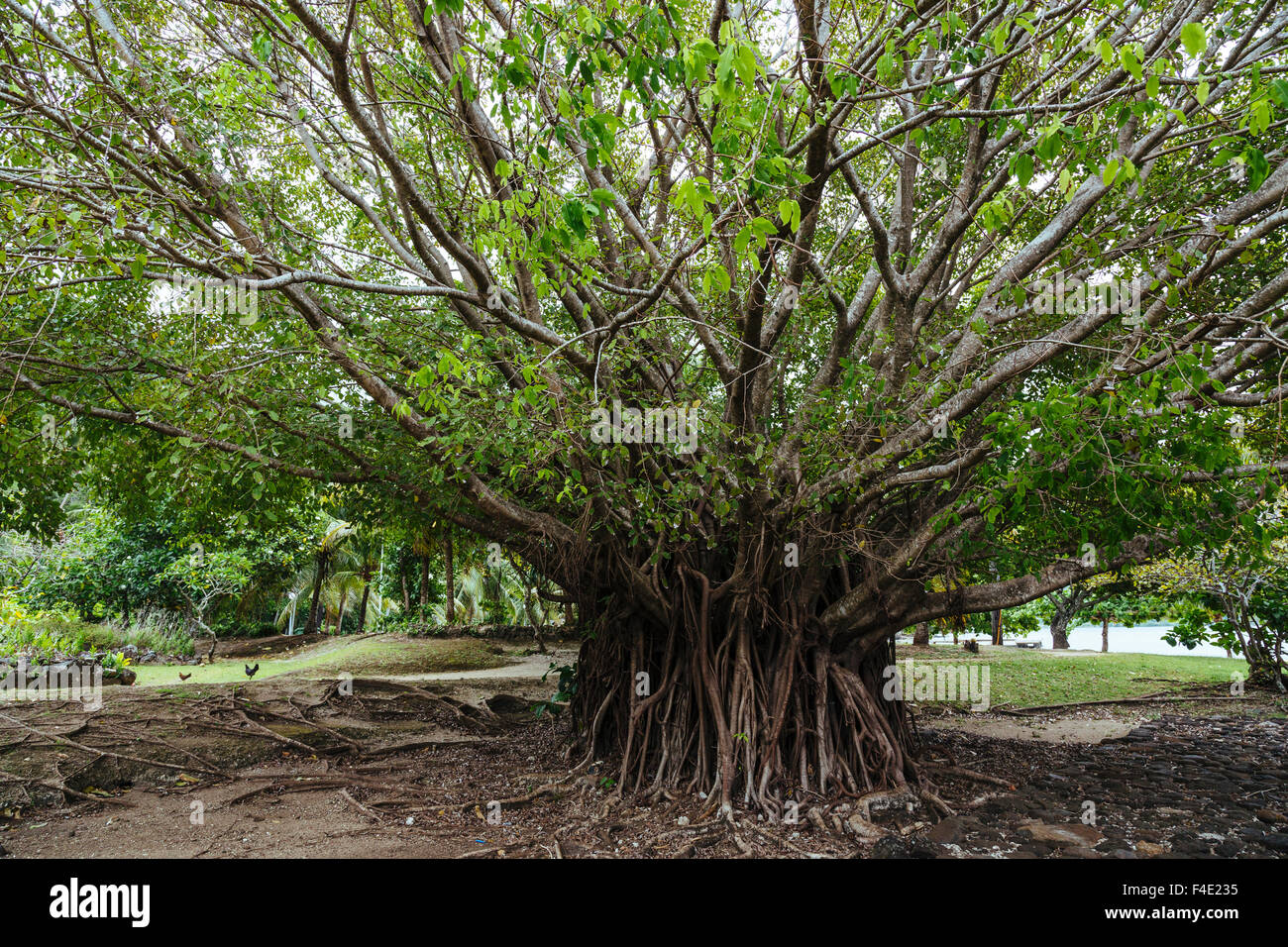 Pacific Ocean, French Polynesia, Society Islands, Raiatea. Tree at Taputapuatea Marae, once considered the central temple and religious center of Eastern Polynesia. Stock Photo