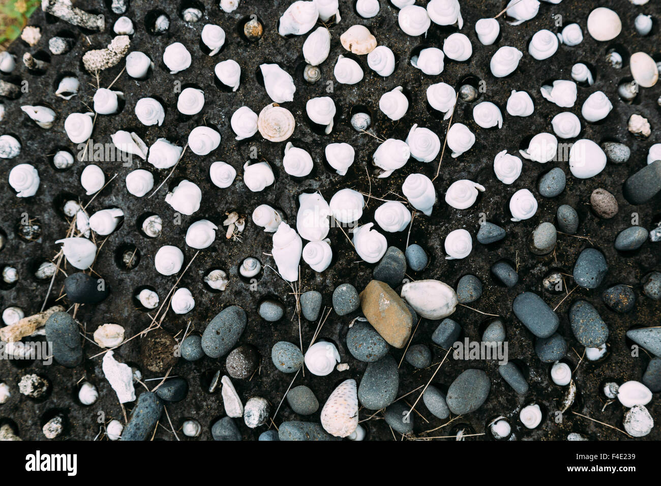 Pacific Ocean, French Polynesia, Society Islands, Raiatea. Shells placed in holes within volcanic rocks on altar at Taputapuatea Marae, once considered the central temple and religious center of Eastern Polynesia. Stock Photo