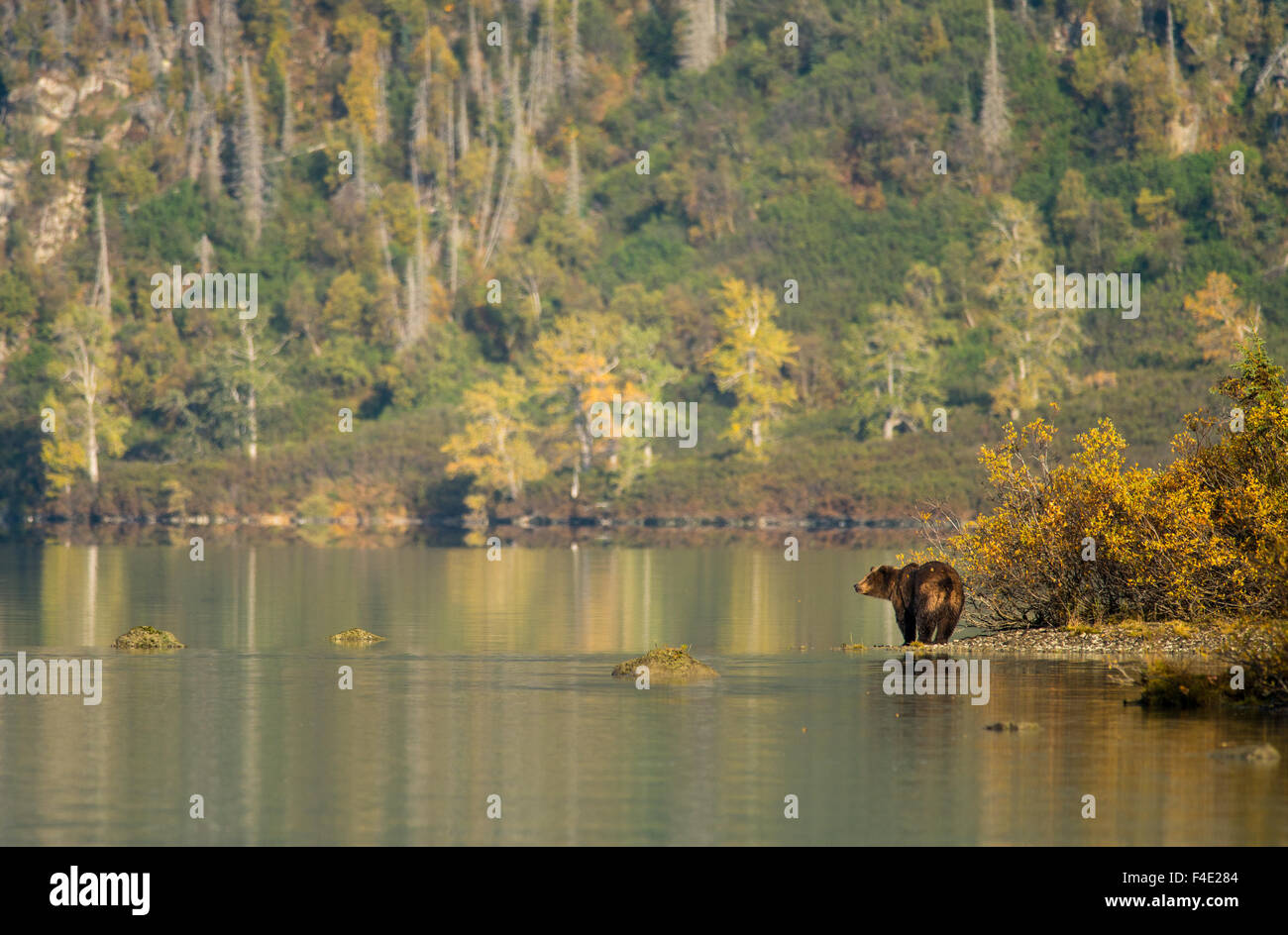 Grizzly bear on shore of Crescent Lake in Lake Clark National Park, Alaska, USA Stock Photo