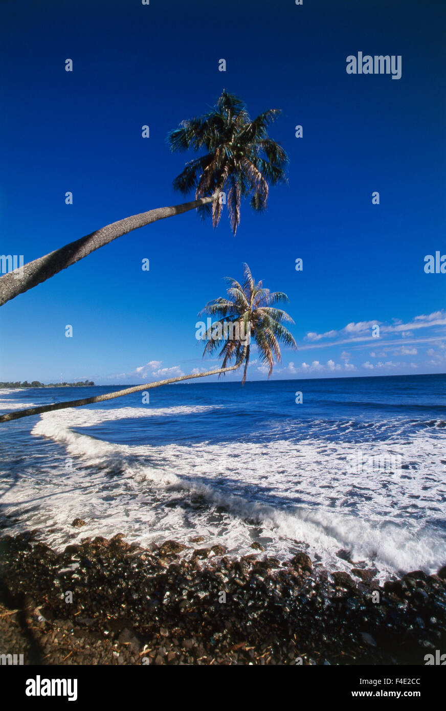 French Polynesia, Passe Maahonu, Tahiti. horizontal palm tree at beautiful beach. (Large format sizes available) Stock Photo