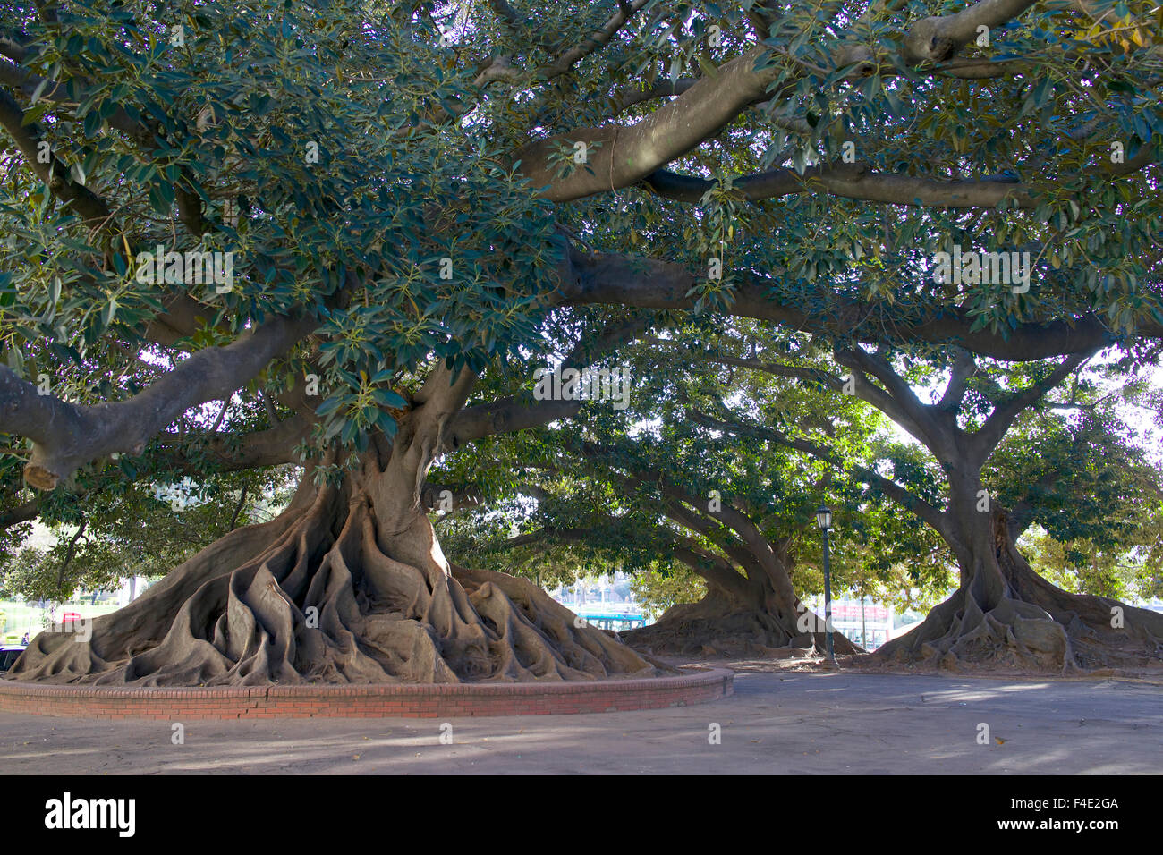 Argentina, Buenos Aires, Ficus trees in Recoleta area Stock Photo Alamy