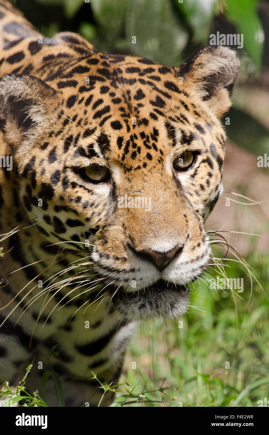 Belize, Belize City, Belize City Zoo. Captive jaguar in jungle