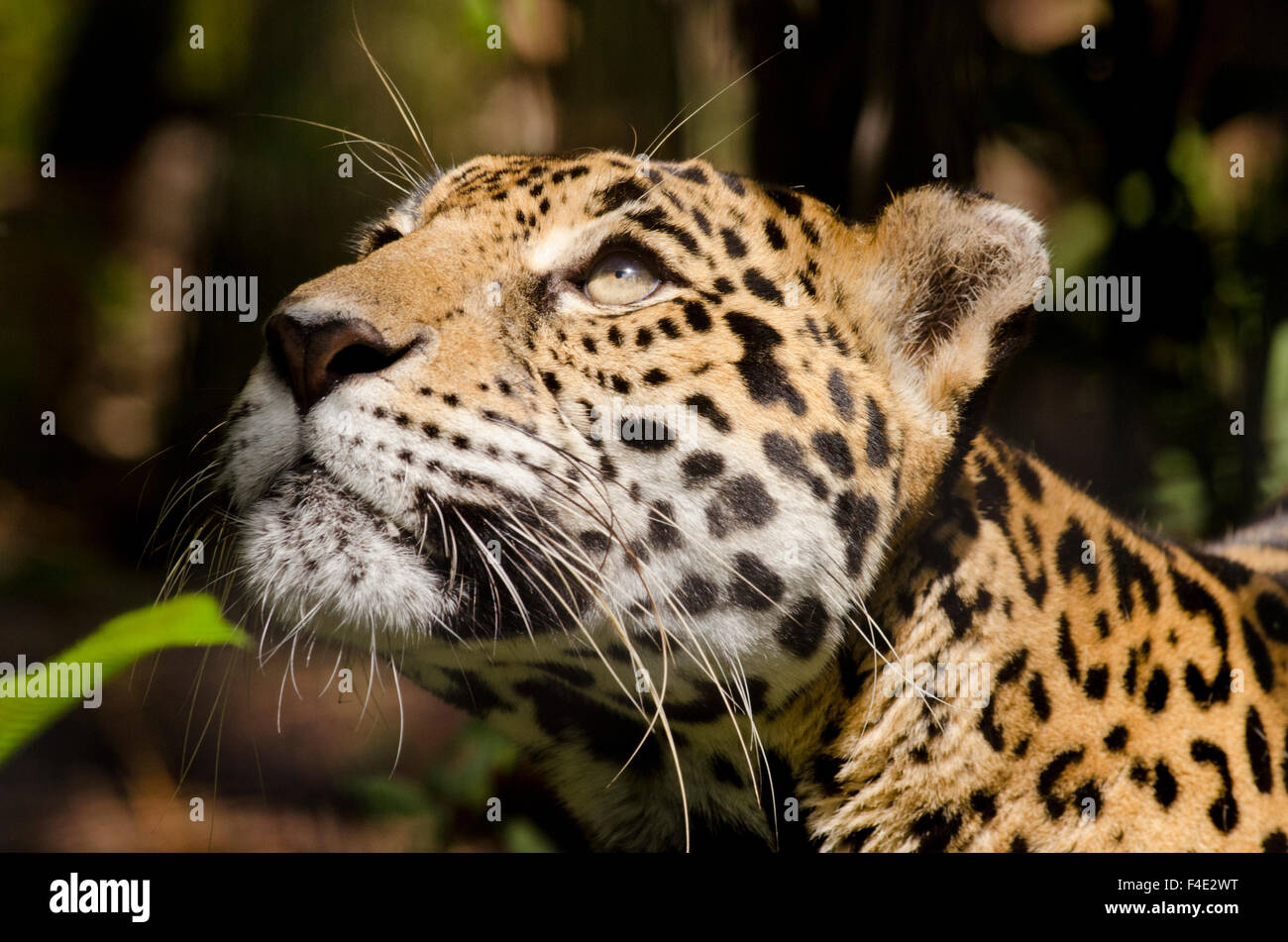 Belize, Belize City, Belize City Zoo. Captive jaguar in jungle