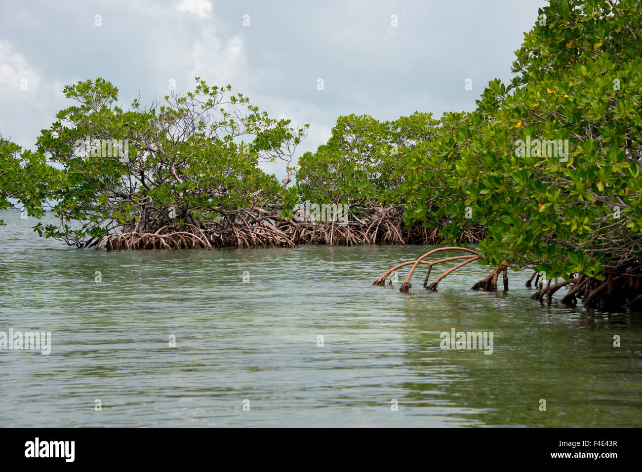 Belize, Tobacco Cay. Typical Red mangrove (Rhizophora mangle) habitat.  (Large format sizes available Stock Photo