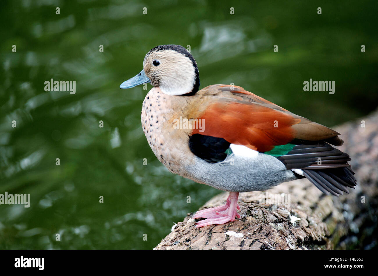 A Blue-billed duck in Kowloon Park. The Ringed Teal (Callonetta leucophrys) is a small duck of South American forests. It is the only species of the genus Callonetta. It is captive in Kowloon Park, Hong Kong Stock Photo