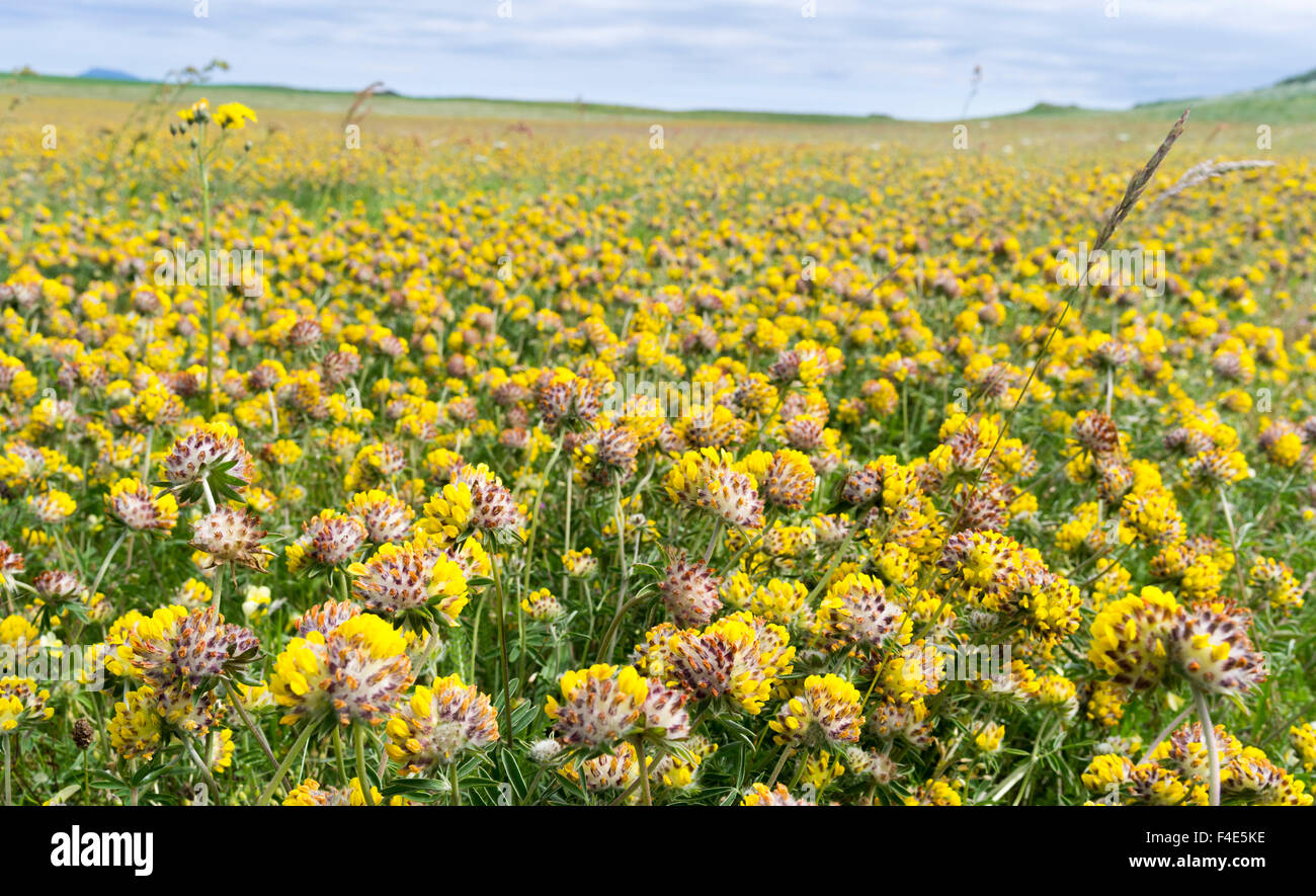 Landscape on the island of North Uist (Uibhist a Tuath). Balranald protected area and meadow full of Anthyllis vulneraria (Common kidney vetch, kidney vetch, woundwort). (Large format sizes available) Stock Photo