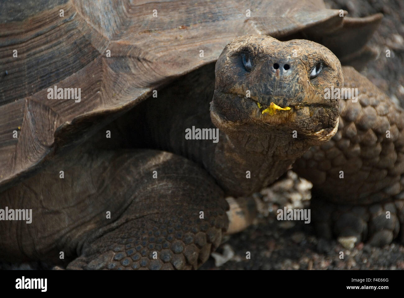 South America, Ecuador, Galapagos Islands. Female giant tortoise at ...