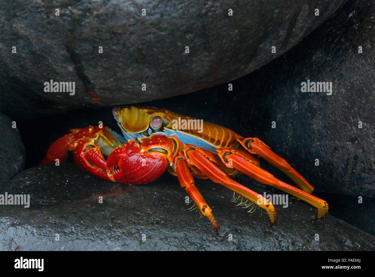 Sally gray hi-res stock photography and images - Alamy