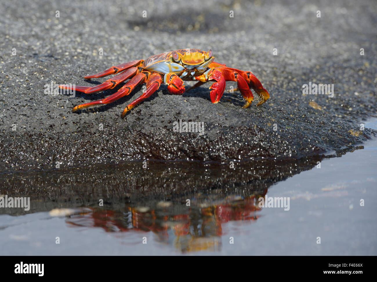 Sally point hi-res stock photography and images - Alamy