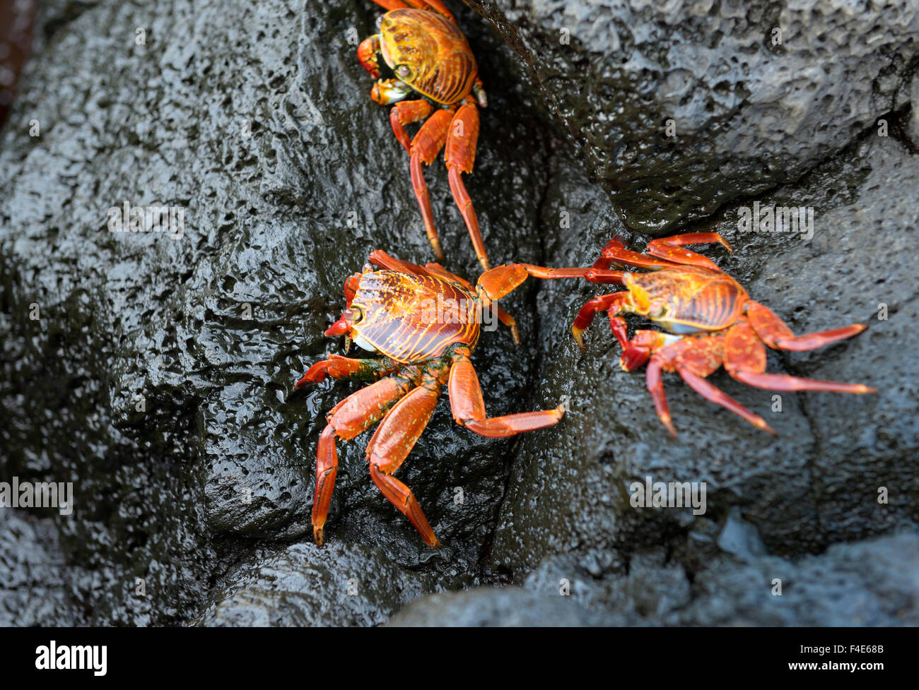 South America, Ecuador, Galapagos Islands, Santiago Island. Sally Lightfoot crabs (Grapsus grapsus) on lava, Puerto Egas. (Large format sizes available) Stock Photo