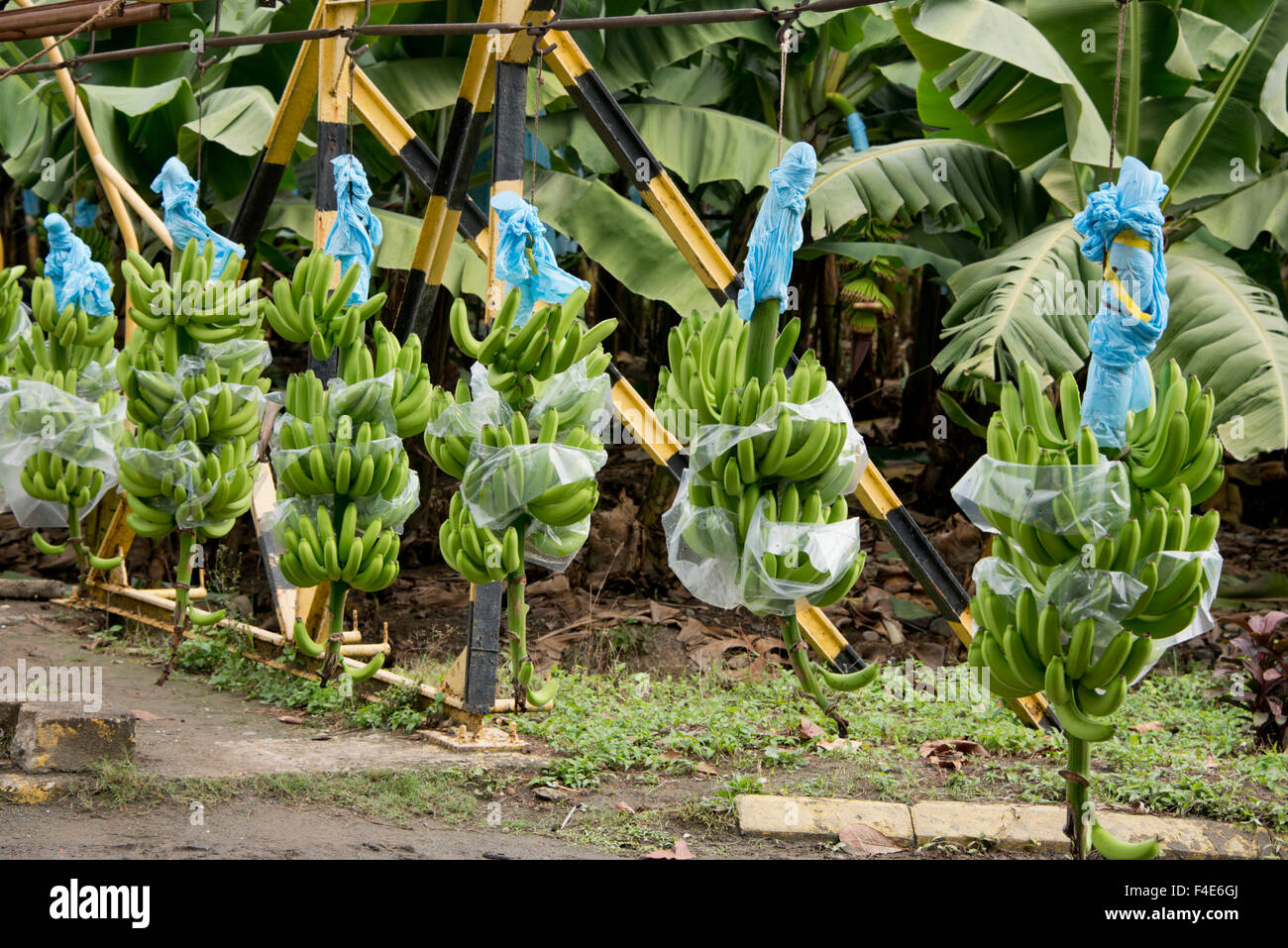 Guatemala, Izabal, Quirigua banana plantation. Bunches of bananas
