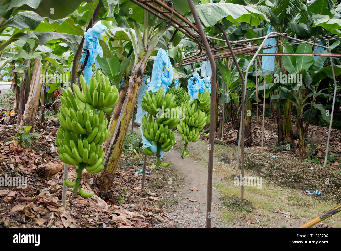 Guatemala, Department of Izabal, Quiriqua banana plantation. Bunches of