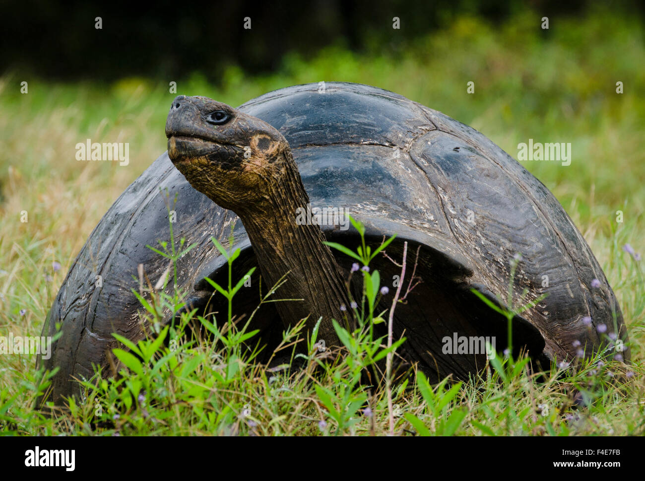 Galapagos Islands, Ecuador. Santa Cruz Island. Galapagos Giant Tortoise ...