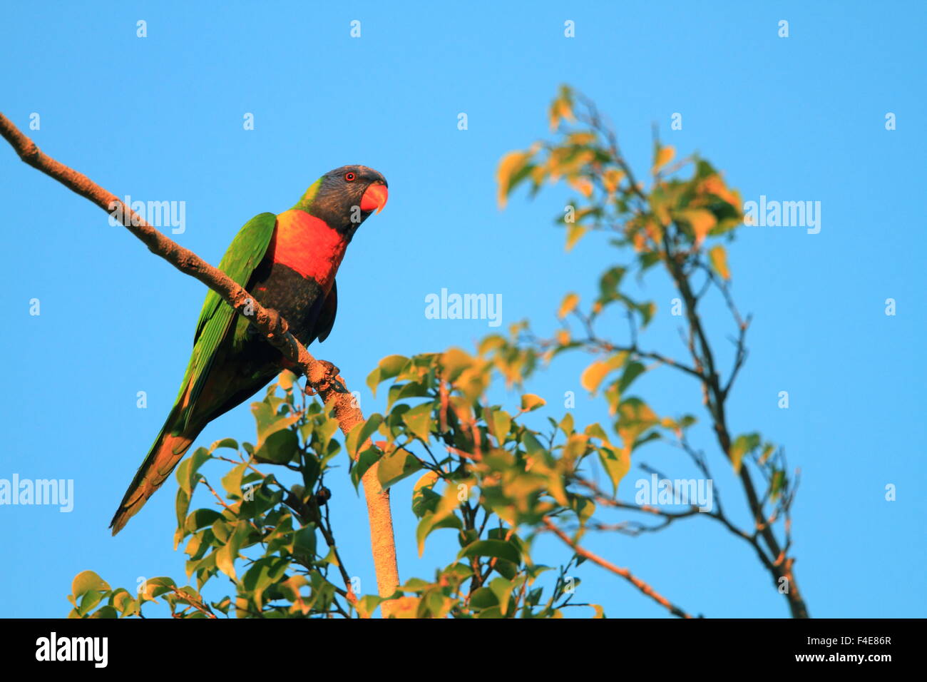 Rainbow Lorikeet (Trichoglossus haematodus) in Cainrs, Australia Stock Photo