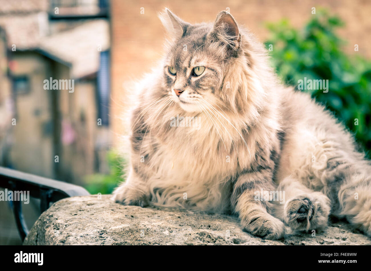 Cute long hair domestic cat on a wall Stock Photo - Alamy