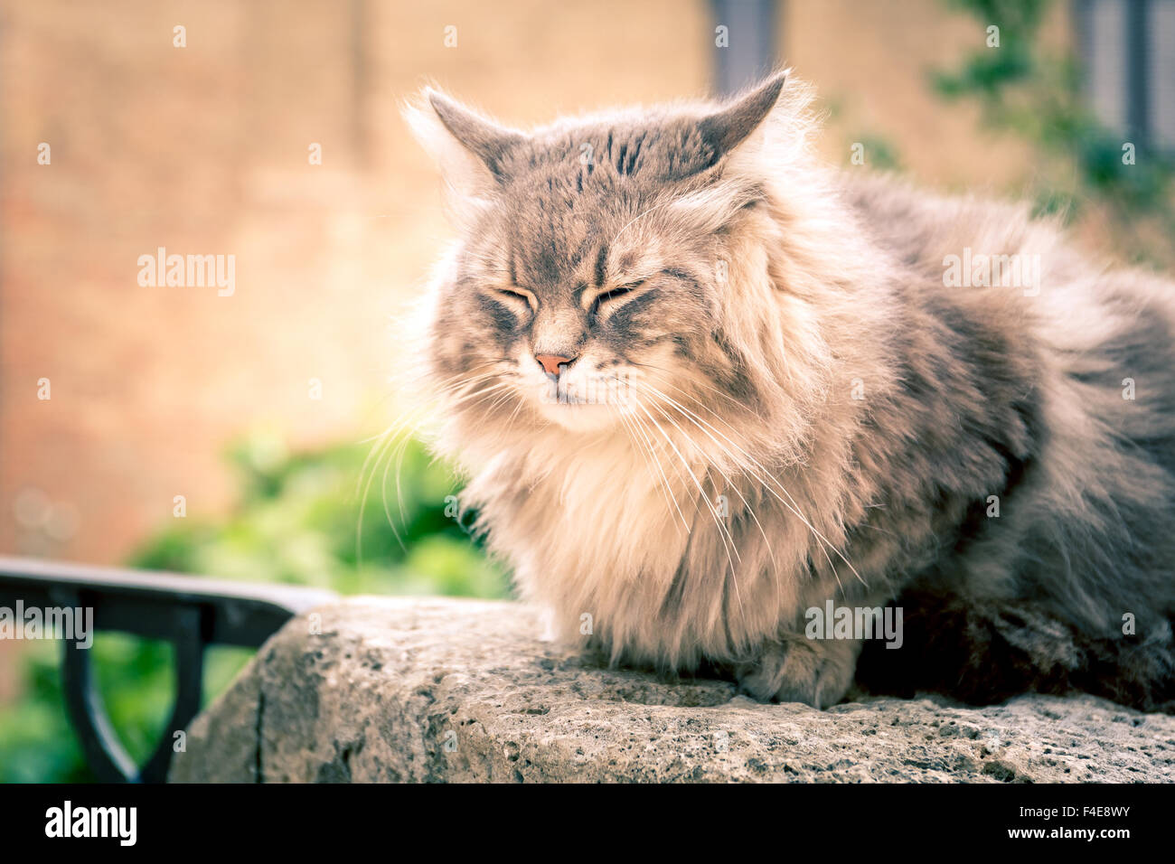 Cute long hair domestic cat on a wall Stock Photo - Alamy