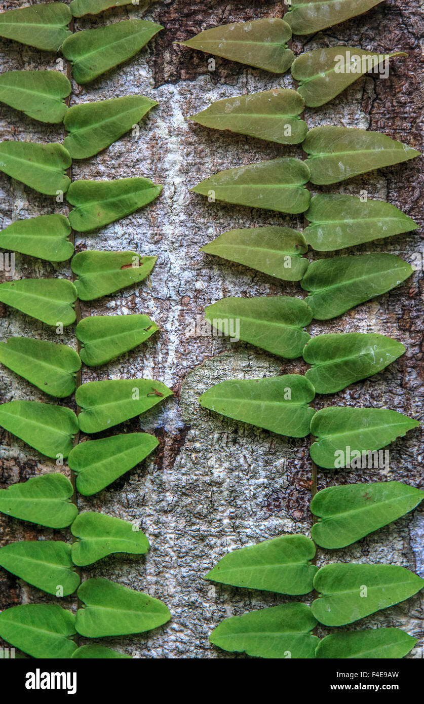 Climbing Plant, Amazon basin, Peru Stock Photo Alamy