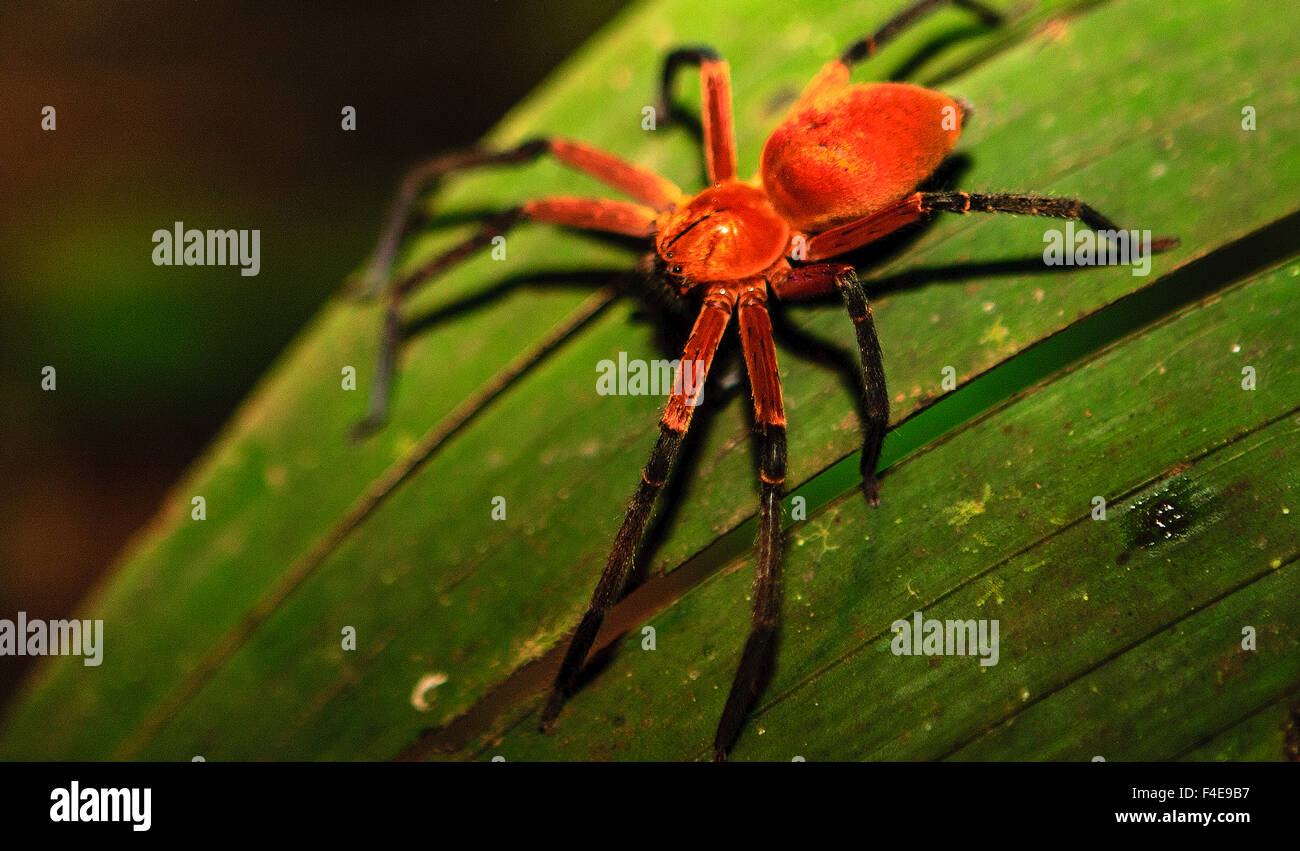 New Species of Giant Crab Spider Discovered in the  Rainforest