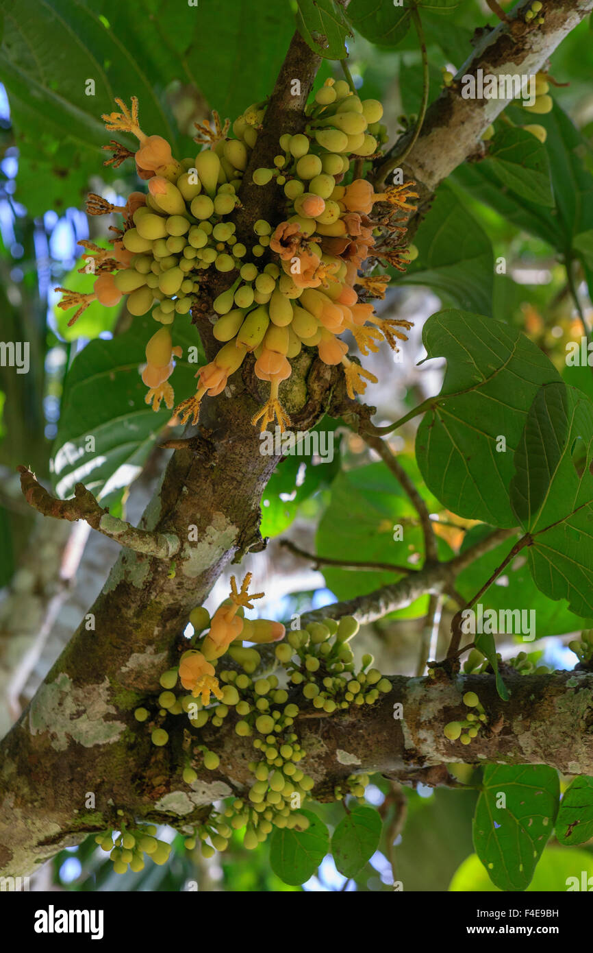 Fruit Tree, Amazon basin, Peru Stock Photo Alamy