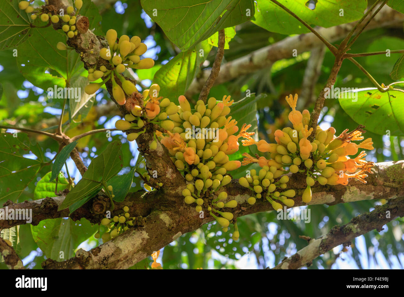 Fruit Tree, Amazon basin, Peru Stock Photo Alamy