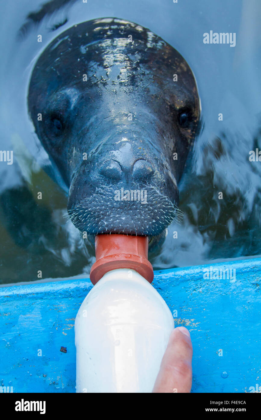 Manatee rescue Center, Amazon basin, Peru Stock Photo - Alamy