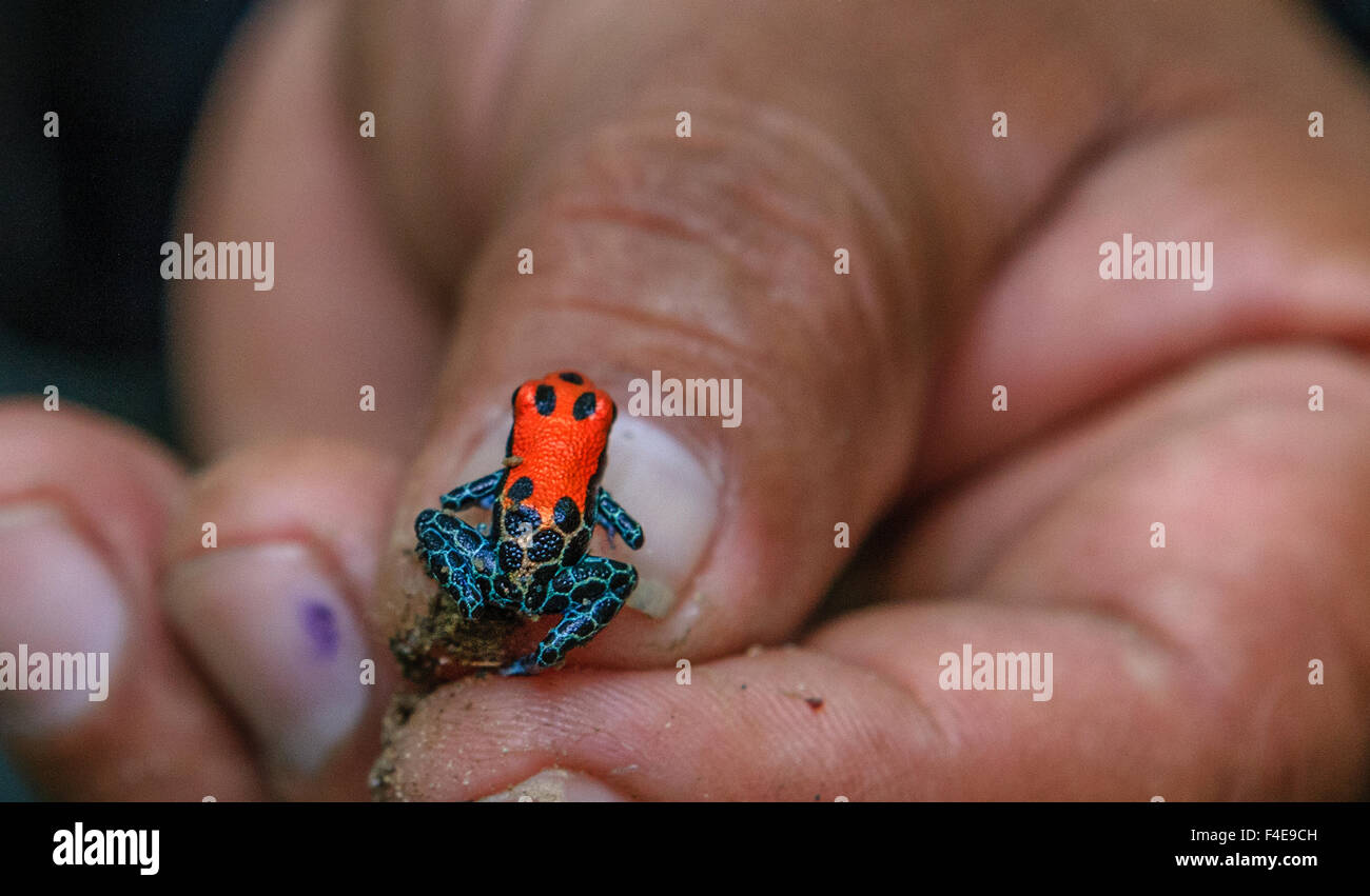 Poison Dart Frog, Amazon basin, Peru Stock Photo - Alamy