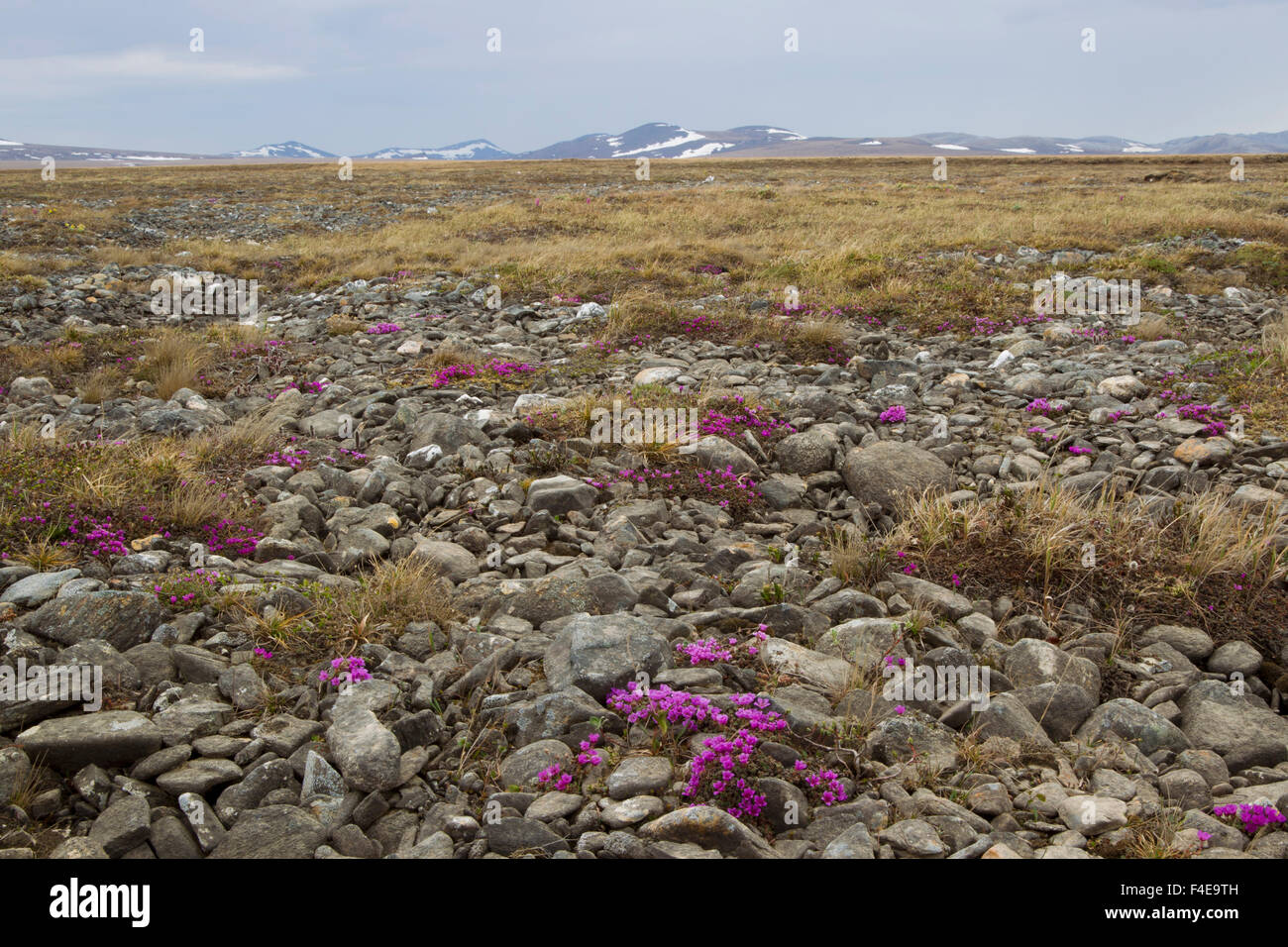 Seward Peninsula, Alaska, Arctic Tundra Stock Photo Alamy