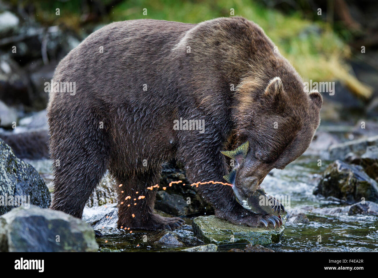 USA, Alaska, Katmai National Park, Coastal Brown Bear (Ursus arctos