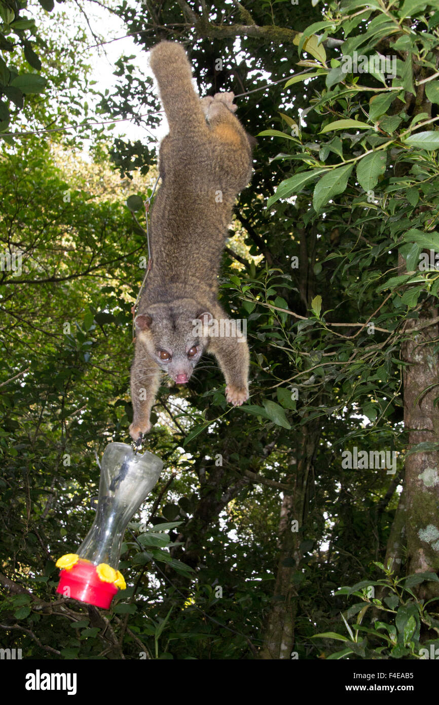 Olingo Stealing Sugar Water From The Hummingbird Feeder