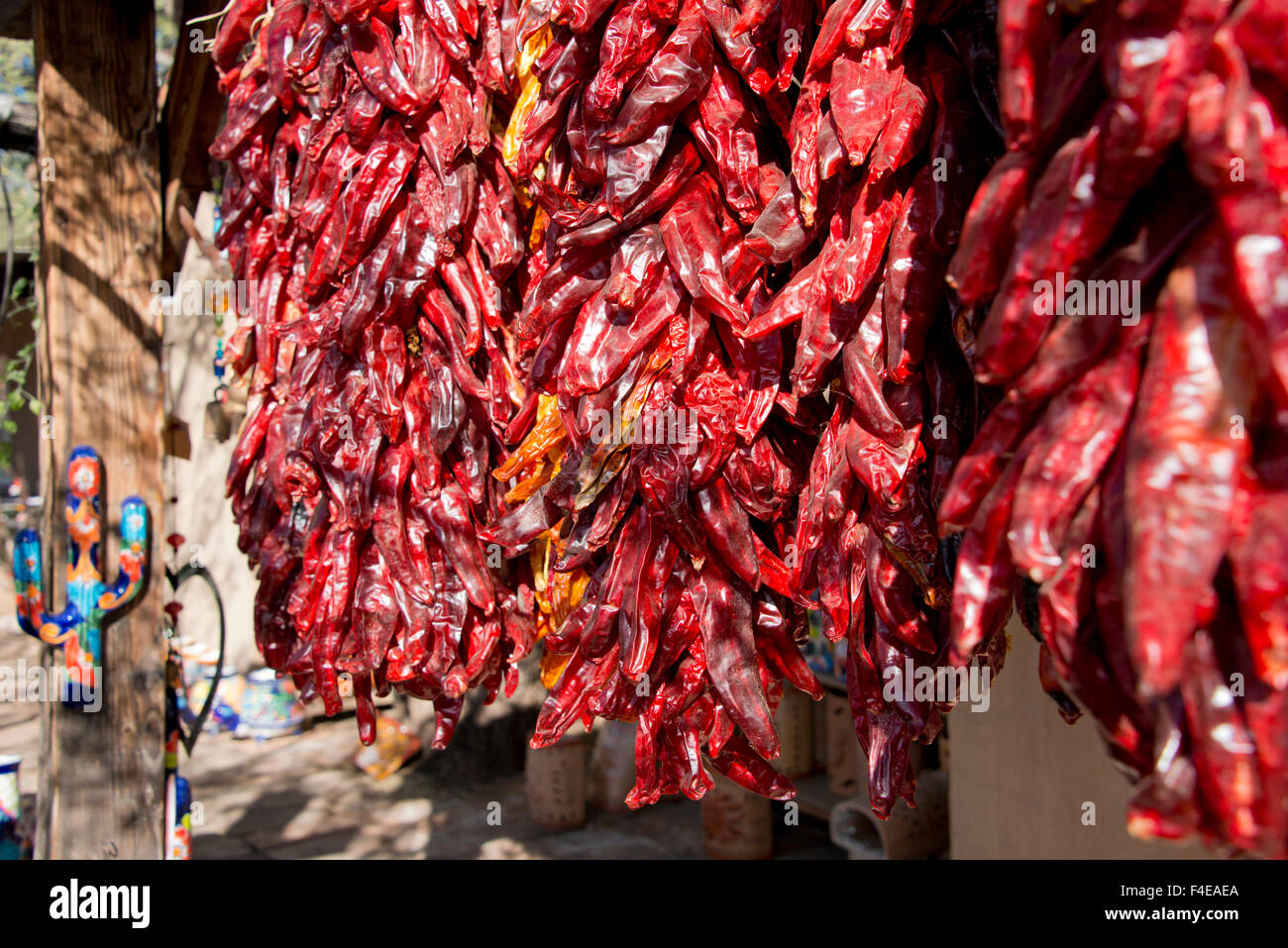 Arizona, Tucson, Tubac. Southwest red chili peppers hanging in bunches