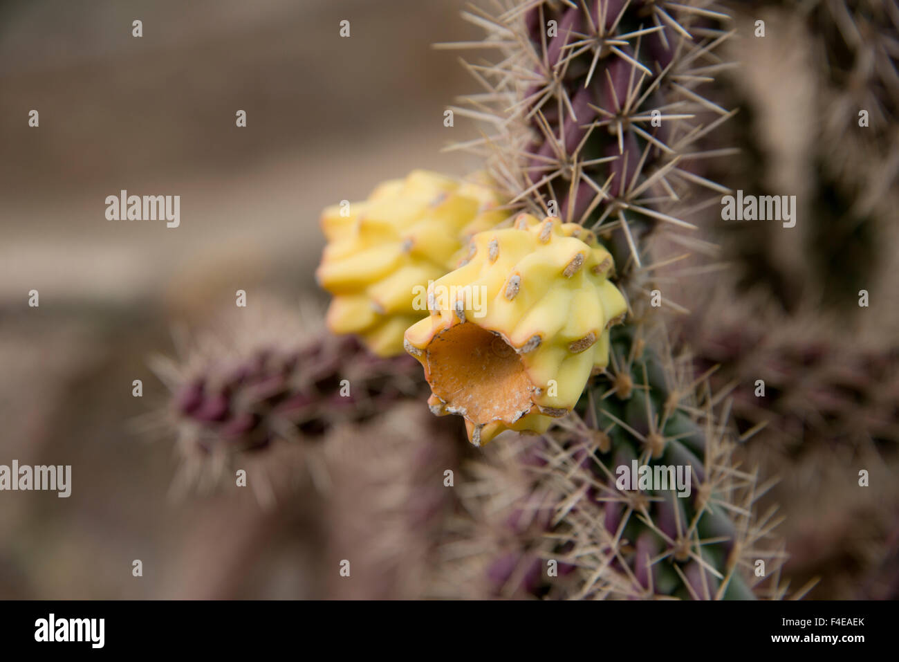 Arizona, Tucson, Saguaro National Park, Sonora Desert Museum. Cane Cholla cactus (Cylindropuntia spinosior). (Large format sizes available) Stock Photo