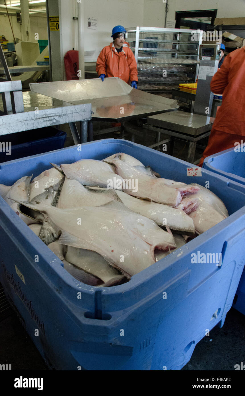 Processing Halibut at Pacific Seafood, Kodiak Island, Alaska, USA Stock