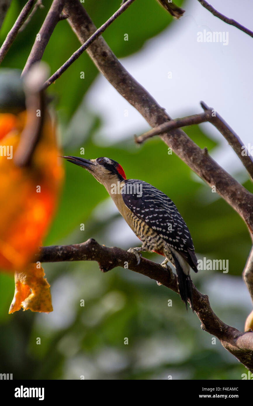 Black-cheeked Woodpecker. Sarapiqui. Costa Rica. Central America. Stock Photo