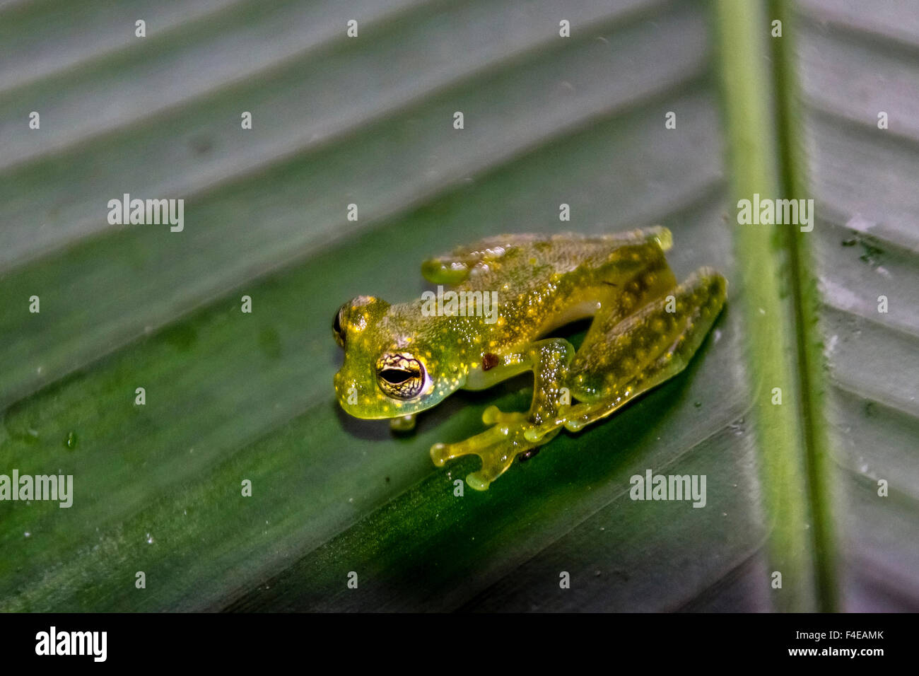 Yellow-flecked Glass frog. Sarapiqui. Costa Rica. Central America. Stock Photo
