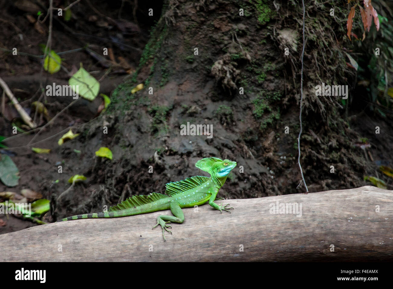 Emerald Basilisk Lizard. Sarapiqui. Costa Rica. Central America Stock ...