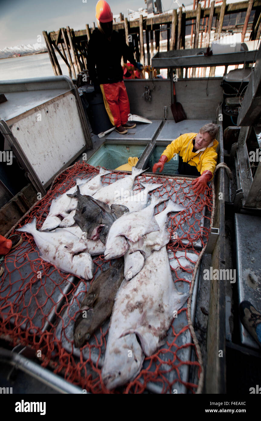 Processing Halibut at Pacific Seafood, Kodiak Island, Alaska, USA Stock Photo Alamy