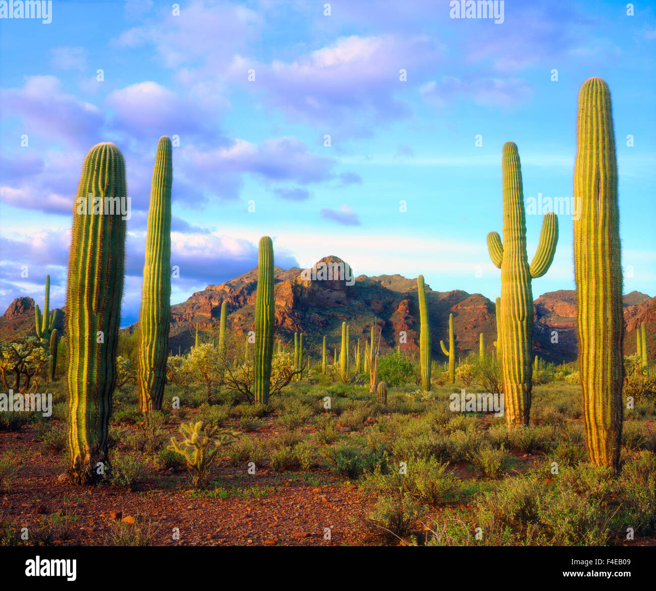 USA, Arizona, Organ Pipe Cactus National Monument. Desert in springtime ...