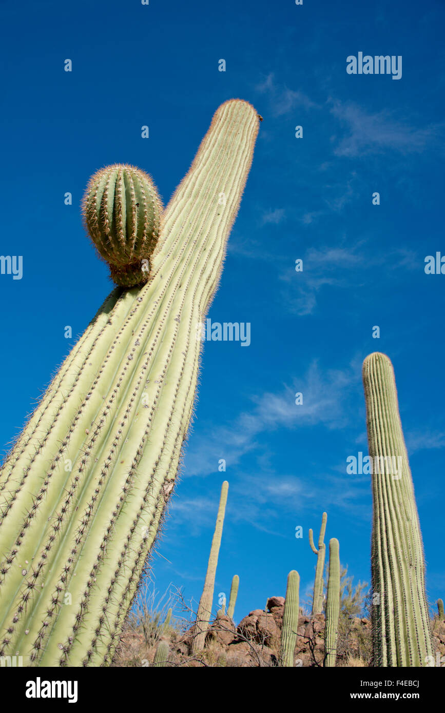 USA, Arizona, Sonoran Desert, Saguaro National Park, Lorraine Lee