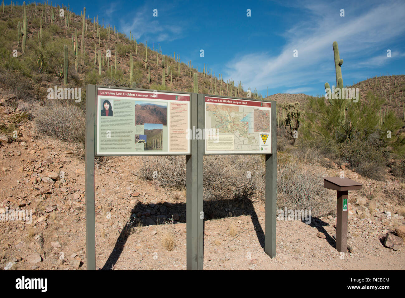 USA, Arizona, Sonoran Desert, Saguaro National Park, Lorraine Lee
