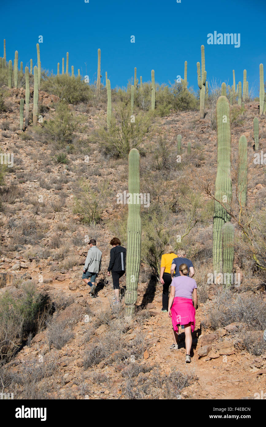USA, Arizona, Sonoran Desert, Saguaro National Park, Lorraine Lee