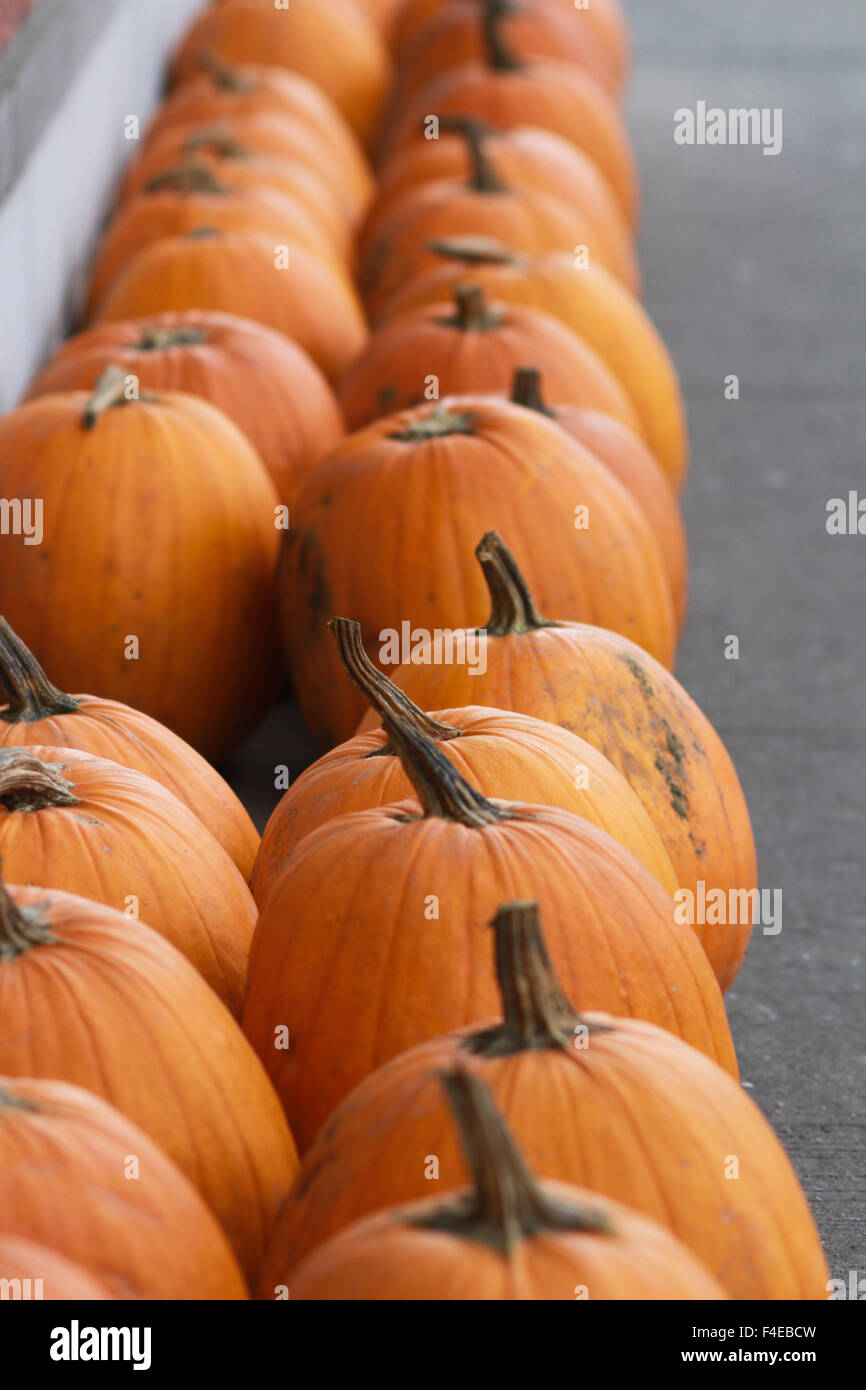 Locally grown organic pumpkins Stock Photo