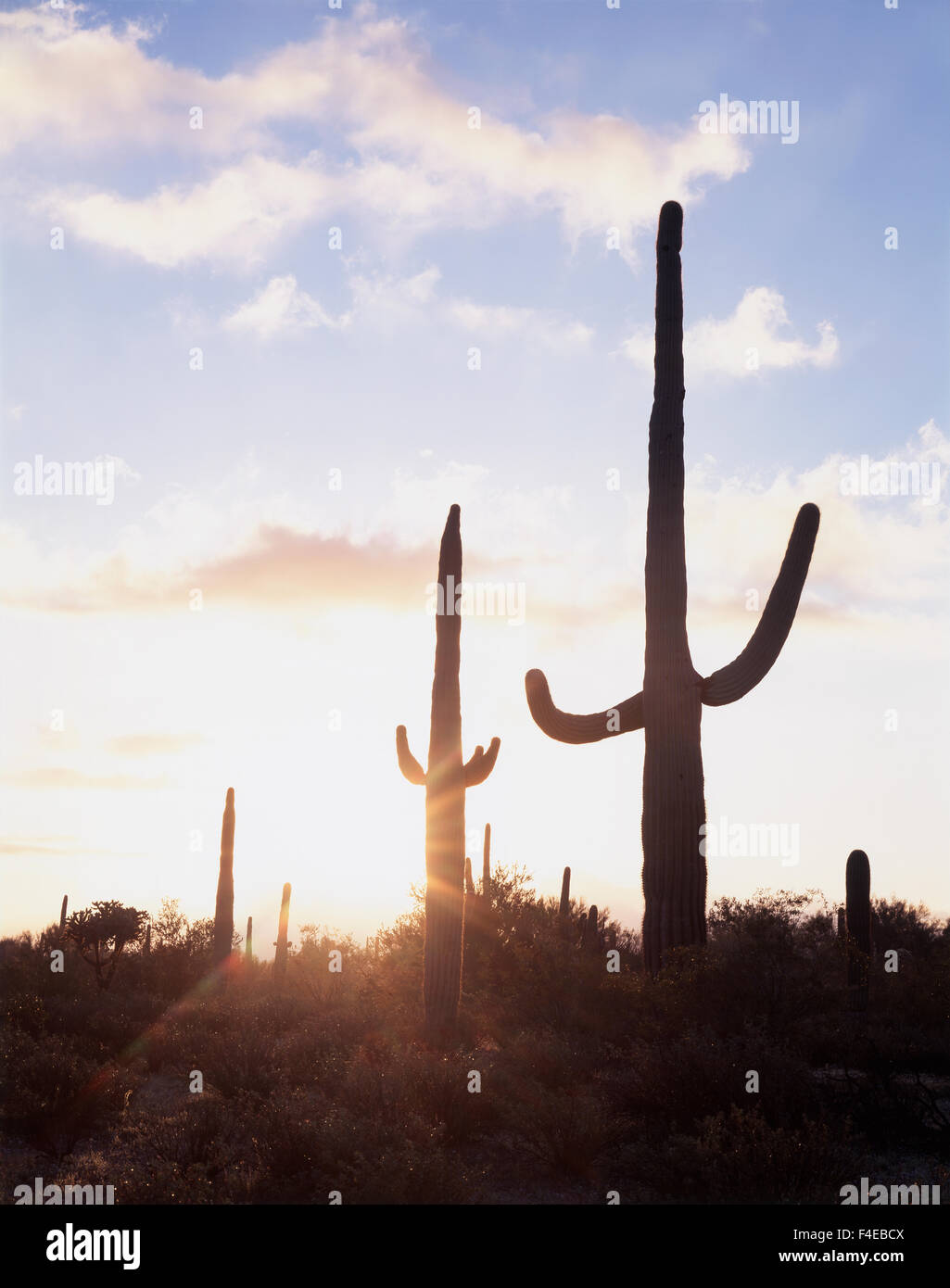 Saguaro Cacti (Carnegiea gigantea) at sunset in the Sonoran Desert ...
