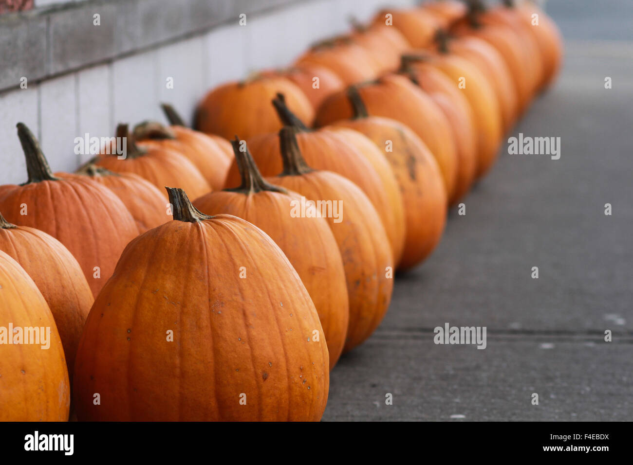 Locally grown organic pumpkins Stock Photo